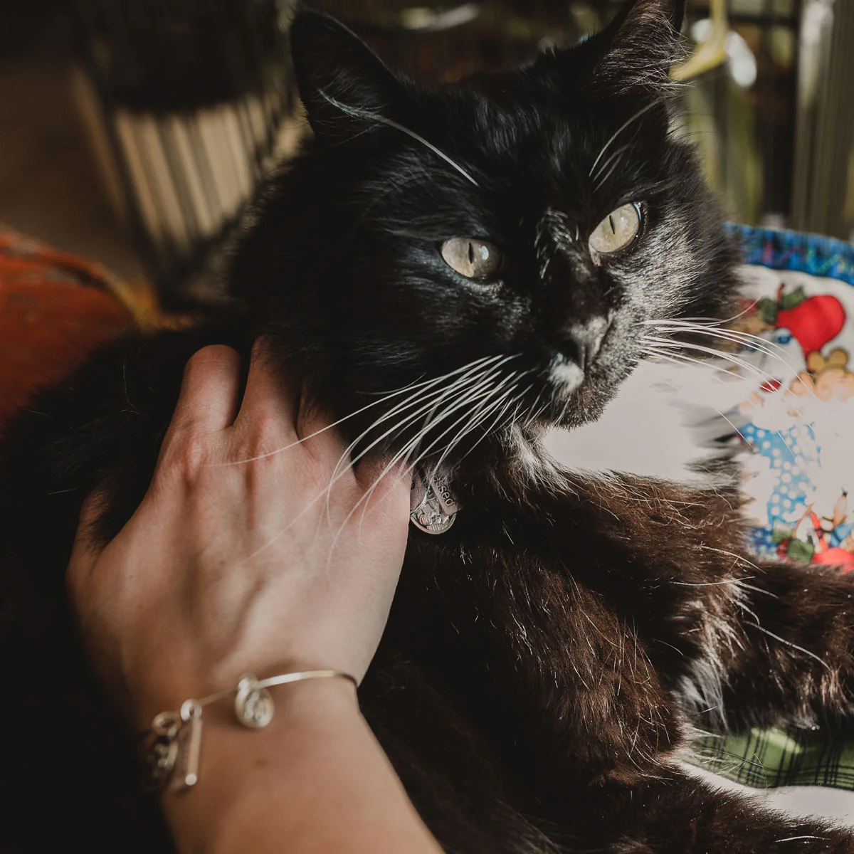 Pet Blessings Bracelet & Tag Set – Faith & Love Gift - Blessed Bands